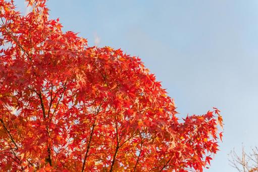 燃えるような紅葉 燃えるような紅葉の写真