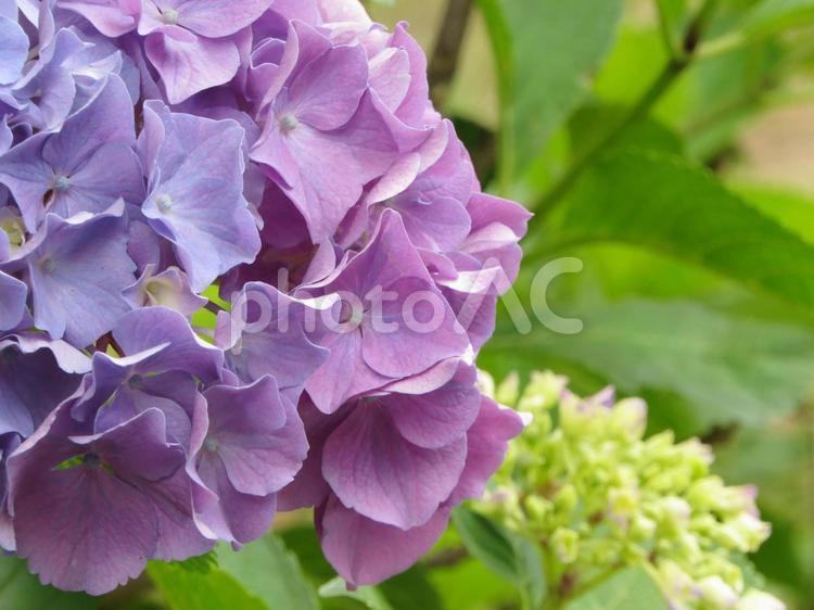 初夏　紫陽花の遠近法 花,紫陽花,アジサイの写真素材