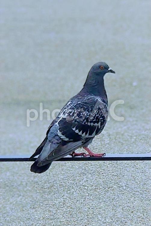 鉄製の柵で休憩するハト　鳥類素材 鳩,鳥,休憩の写真素材