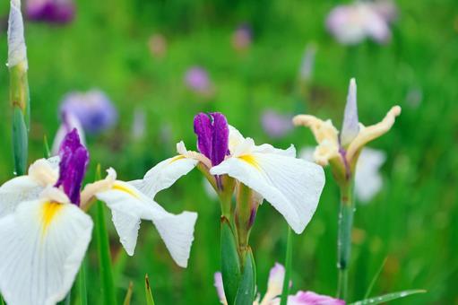 Iris Flower 25-3, JPG