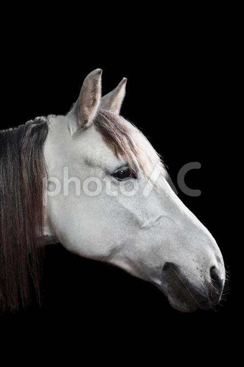 黒背景に美しい白馬の横顔 馬,馬の顔,アップの写真素材