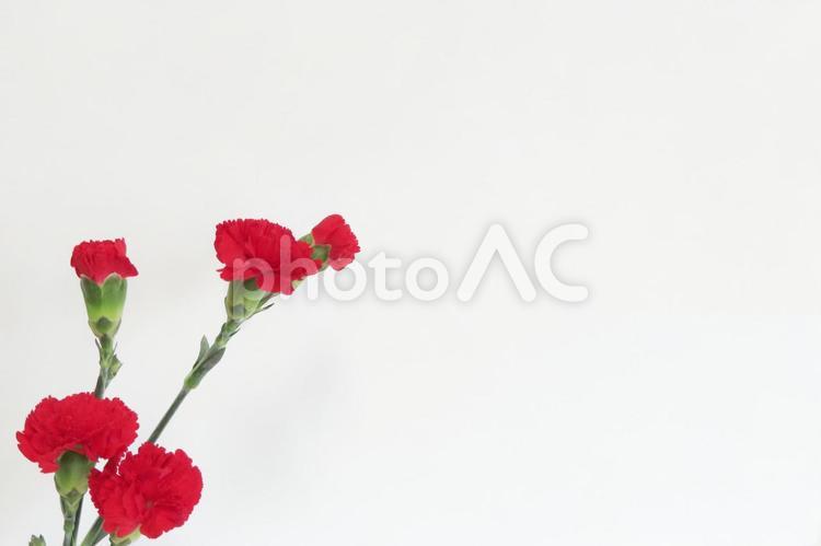 カーネーション　母の日メッセージカード カーネーション,母の日,花の写真素材