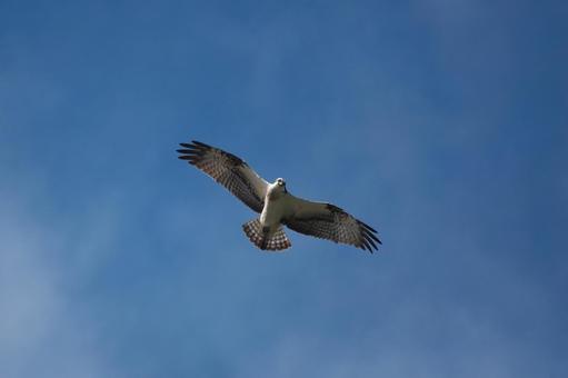 獲物の魚を探して湖の上空を舞うミサゴ 獲物の魚を探して湖の上空を舞うミサゴ ミサゴ,タカ,ワシタカ類の写真素材
