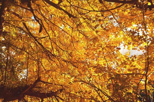 木洩れ日が射すイチョウ イチョウ,銀杏,秋の写真素材