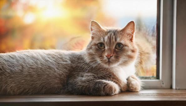 Cat relaxing by the window, cat, cat, cat, JPG