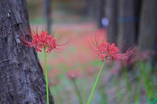 彼岸花 ヒガンバナ,花,赤の写真素材