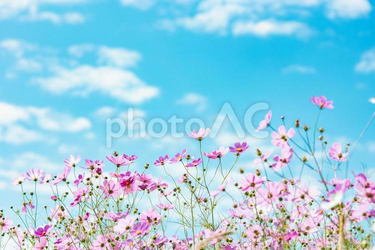 空に映えるピンクのコスモス畑 コスモス,秋,花の写真素材