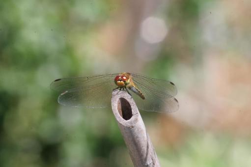 トンボの写真