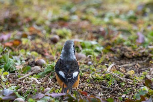地面に立つジョウビタキの後ろ姿 地面に立つジョウビタキの後ろ姿 ジョウビタキ,鳥,野鳥の写真素材