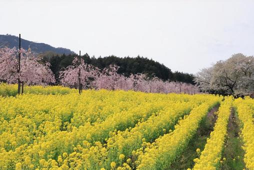 Rape blossoms and cherry blossoms, JPG