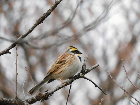枝にとまるミヤマホオジロ 枝にとまるミヤマホオジロ ミヤマホオジロ,野鳥,冬の写真素材