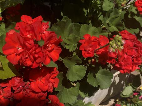 鮮やかに咲く赤いゼラニウム 植物,花,自然の写真素材