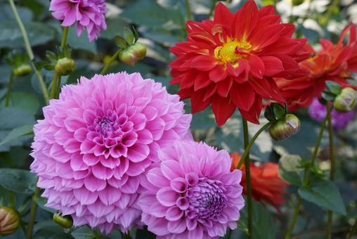 ダリア ダリア ダリア,花,美しいの写真素材