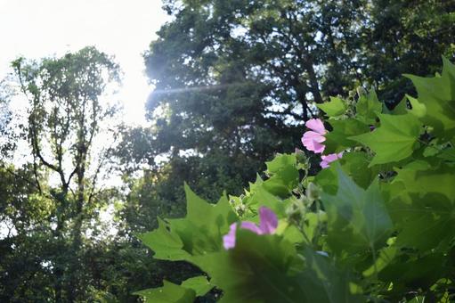 森 森の写真
