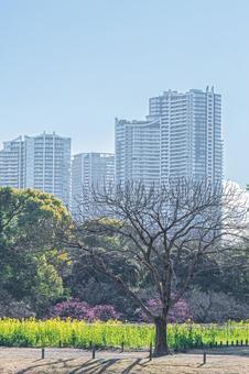 東京 浜離宮恩賜庭園の風景 東京 浜離宮恩賜庭園の風景の写真