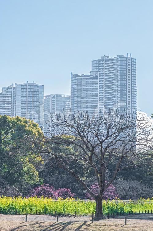 東京　浜離宮恩賜庭園の風景 東京,東京都,浜離宮恩賜庭園の写真素材