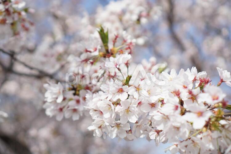 植物素材【桜】ソメイヨシノ 桜,植物,花の写真素材
