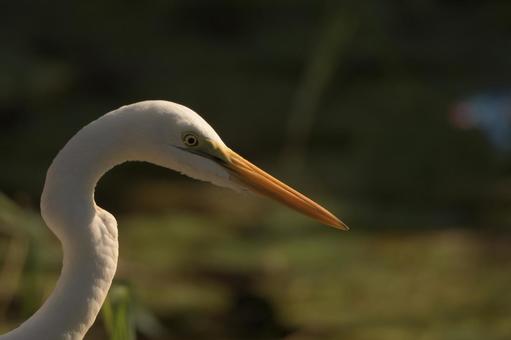 ダイサギ 野鳥,鳥,自然の写真素材