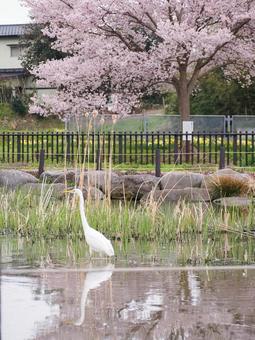 桜の下で休息する白鷺 桜の下で休息する白鷺の写真