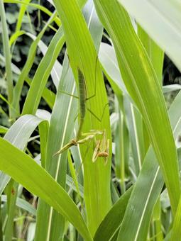 カマキリの共食い カマキリ,虫,昆虫の写真素材