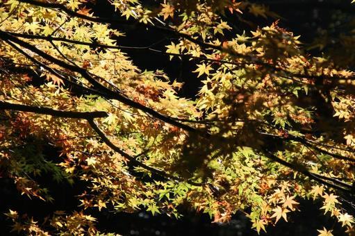 コウヨウ・紅葉　自然風景 樹木,葉,色づくの写真素材