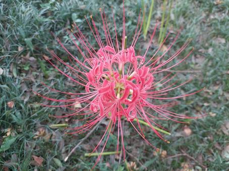 彼岸花の花 彼岸花の花の写真