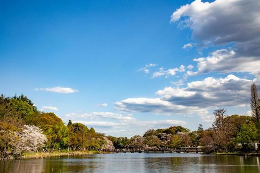 井の頭公園の池と青空 井の頭公園の池と青空の写真