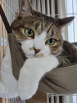 Cat in a hammock, JPG Cat in a hammock, JPG