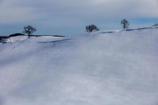 快晴の青空と冬の丘に立つ孤高の大樹 雪原,丘,樹木の写真素材