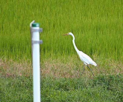 彷徨うダイサギ 彷徨うダイサギ ダイサギ,サギ,鷺の写真素材