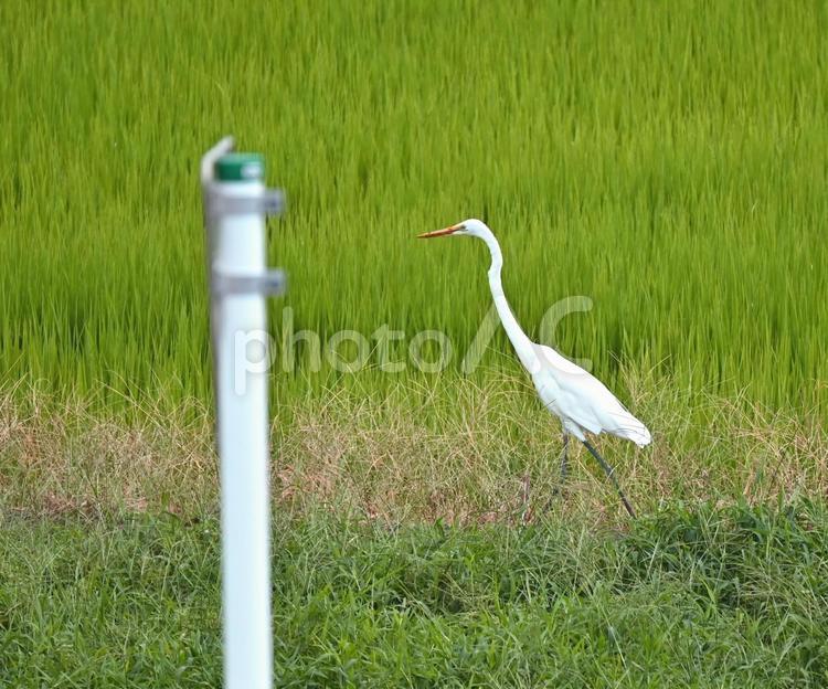 彷徨うダイサギ ダイサギ,サギ,鷺の写真素材