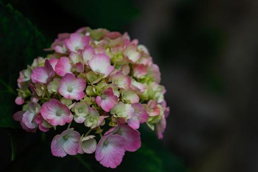 闇に浮かぶピンクのアジサイ 闇に浮かぶピンクのアジサイの写真