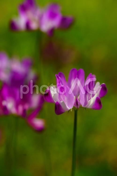春の野原に咲くレンゲ草の花 花,植物,花びらの写真素材
