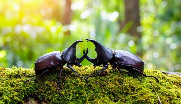 木の上のカブトムシ 夏素材 木の上のカブトムシ 夏素材の写真