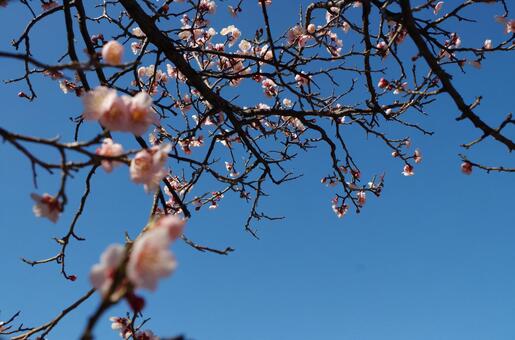 Plum blossoms 5, february, pink color, plum, JPG