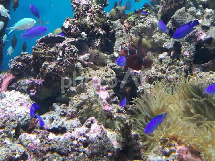 海の生き物 水族館,海,魚の写真素材