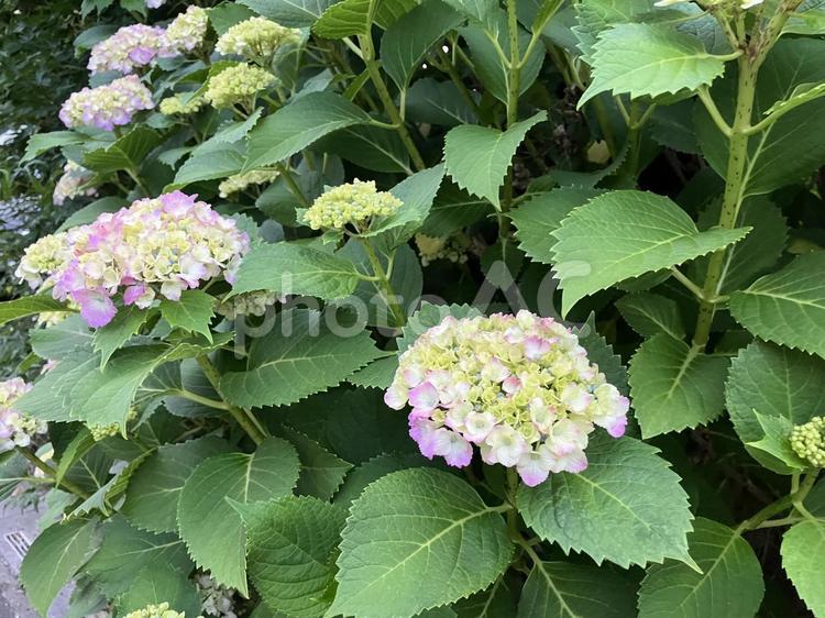 紫陽花　あじさい　アジサイ　梅雨　 あじさい,アジサイ,雨の写真素材