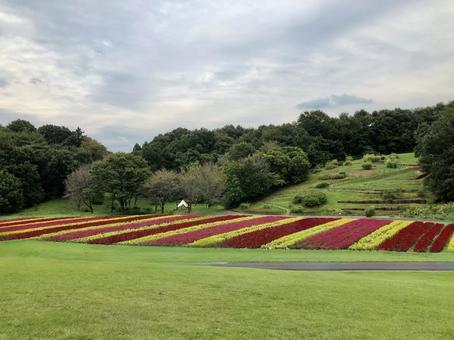 ゲイトウ 武蔵丘陵森林公園 ゲイトウ 武蔵丘陵森林公園の写真