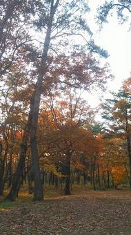 Autumn forest, natural, wood, autumn, JPG