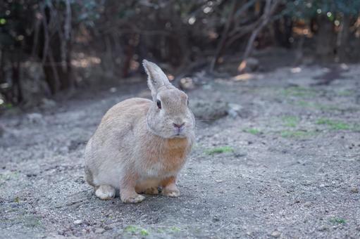 Okuno Rabbit, JPG Okuno Rabbit, JPG