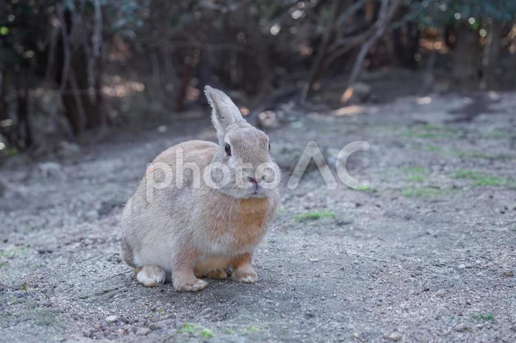 大久野のウサギ 大久野島,うさぎ,瀬戸内海の写真素材