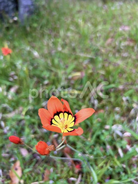 スイセンアヤメのクローズアップ スイセンアヤメ,スパラキシス,花の写真素材