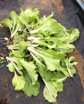 採れたて野菜 採れたて野菜の写真