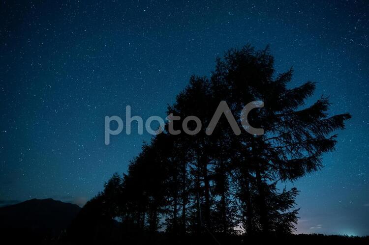 星と防風林 防風林,星,夜空の写真素材