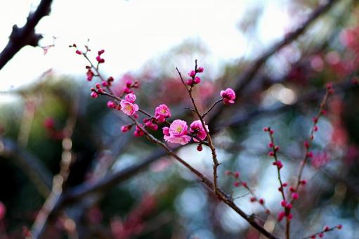 梅の花 梅の花の写真