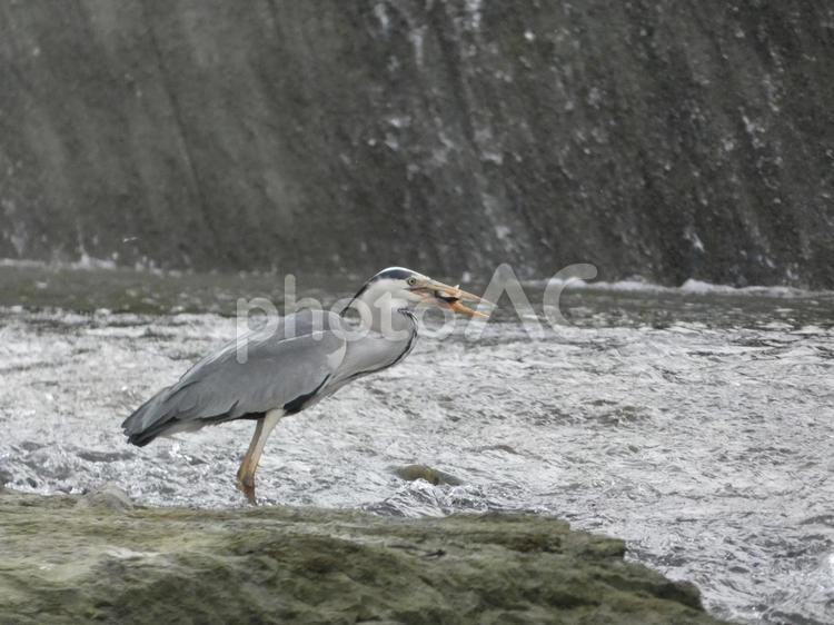 魚を移動したアオサギ 鳥,野鳥,アオサギの写真素材