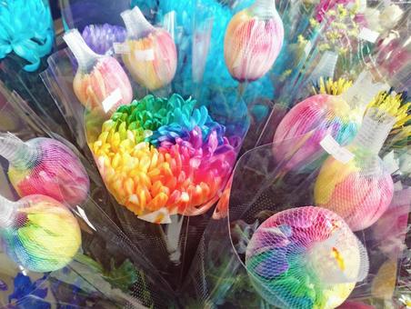 レインボー菊 レインボーマム、虹色の菊1 レインボー菊 レインボーマム、虹色の菊1 レインボー菊,菊,虹色の写真素材
