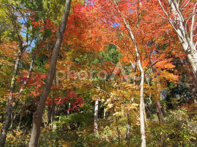 紅葉 晩秋,冬,秋の写真素材