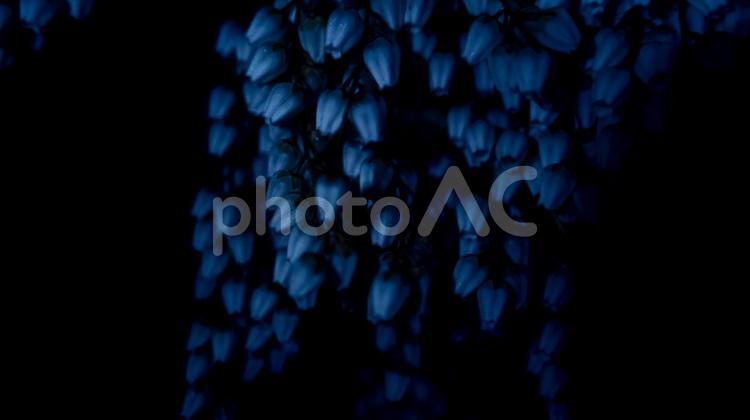 暗闇に浮かび上がる花 暗闇,花,浮かび上がるの写真素材