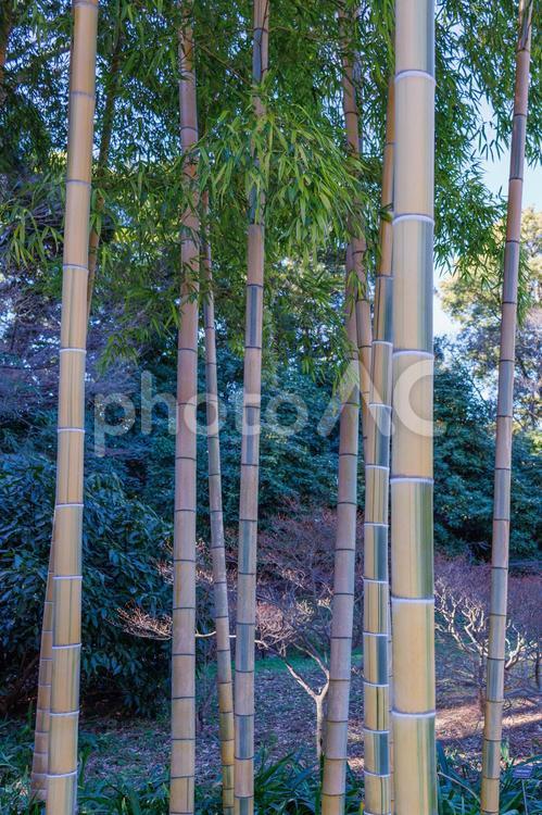 癒しの竹 竹,素材,竹やぶの写真素材